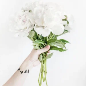 Hydrangeas
